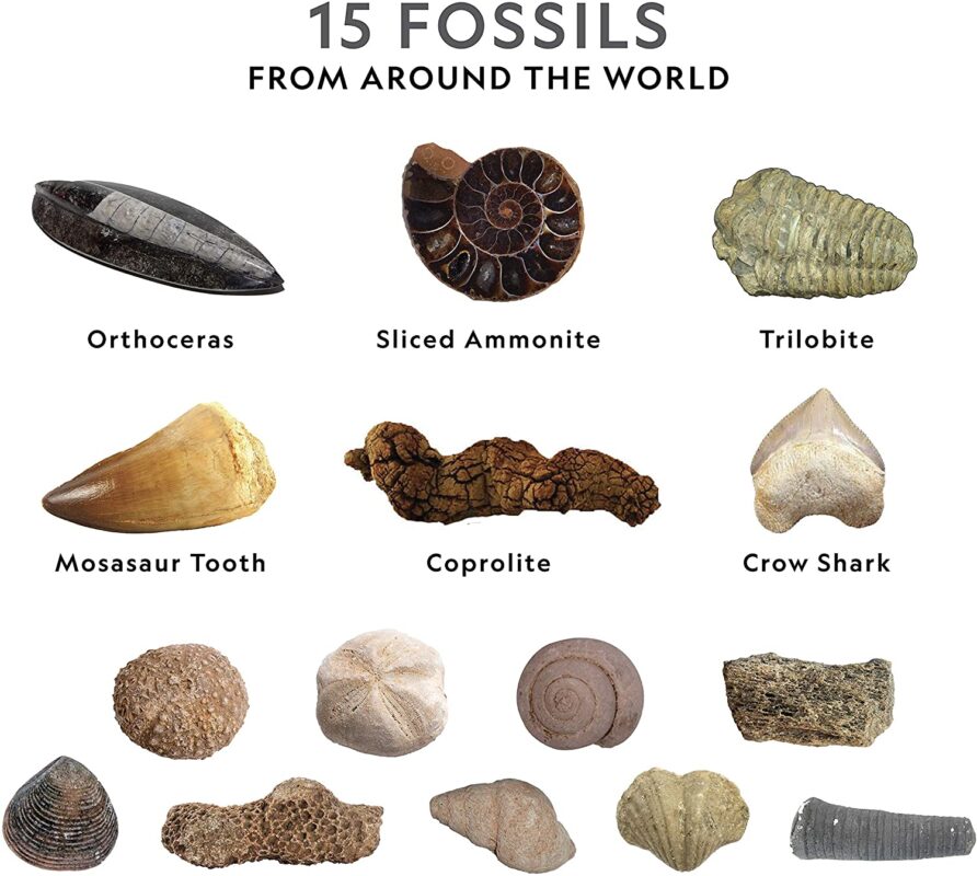 NATIONAL GEOGRAPHIC Mega Fossil Dig Kit