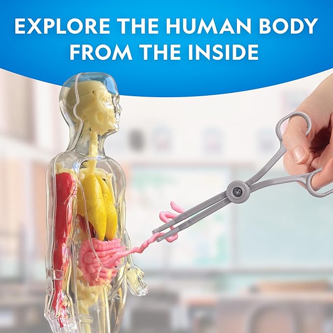 National Geographic Human Body Model for Kids National Geographic Human Body Model for Kids