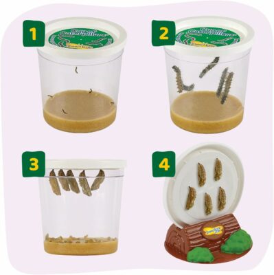 Insect Lore Raise and Release Butterfly Garden Kit for Kids