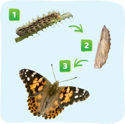 Insect Lore Raise and Release Butterfly Garden Kit for Kids